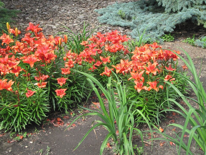 Orange Lilies in Garden — Calm