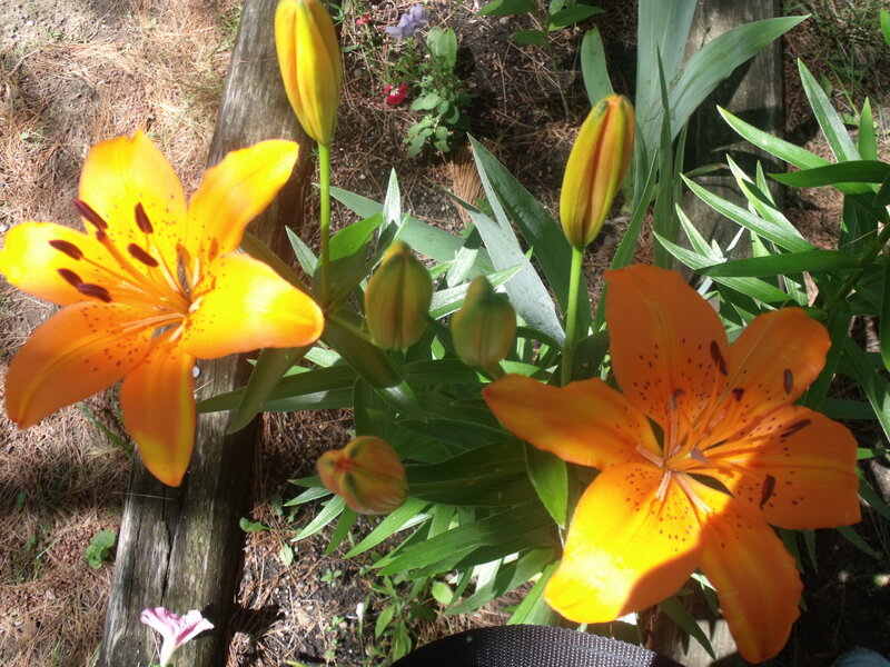 Orange Lilies in Garden — Natural, Afternoon