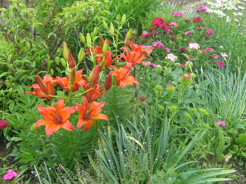 Orange Lilies in Garden — Natural, Summer
