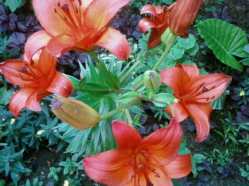 Orange Lilies in Garden — Natural