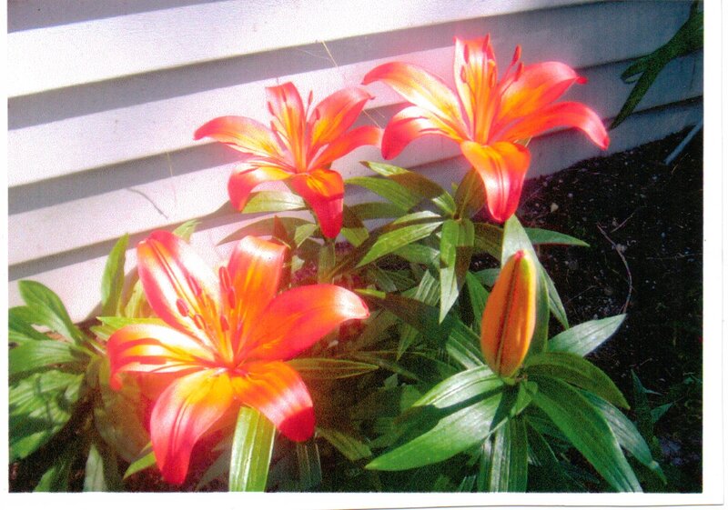 Orange Lilies in Garden — Red