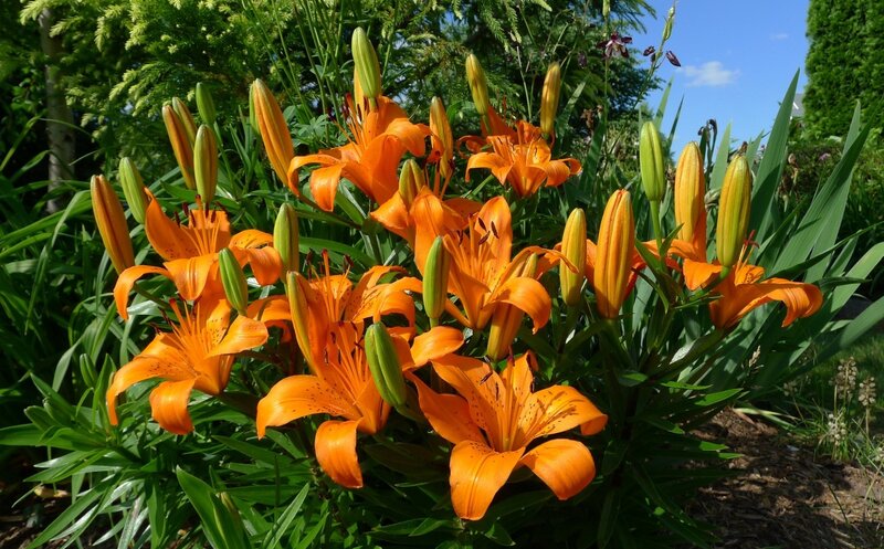 Orange Lilies in Garden — Serene, Afternoon, Photograph
