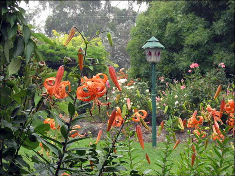Orange Lilies in Garden — Serene, Afternoon