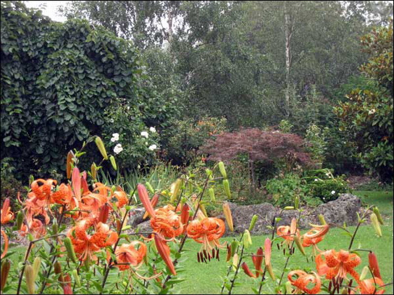 Orange Lilies in Garden — Serene, Spring
