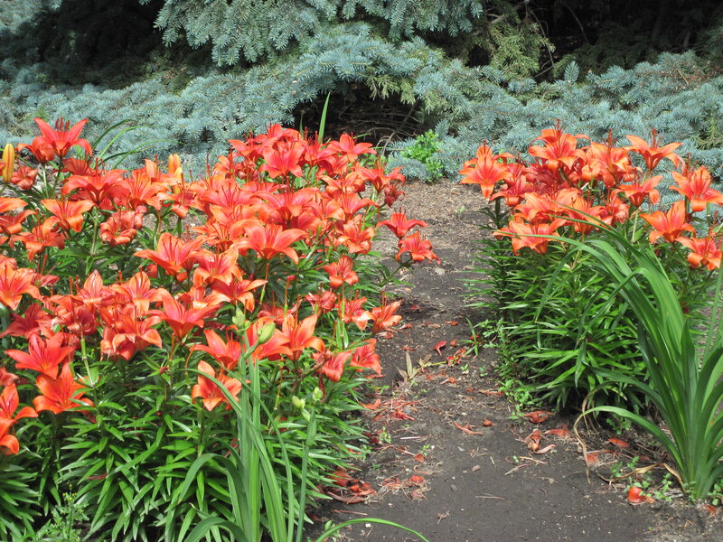 Orange Lilies in Garden — Serene, Summer