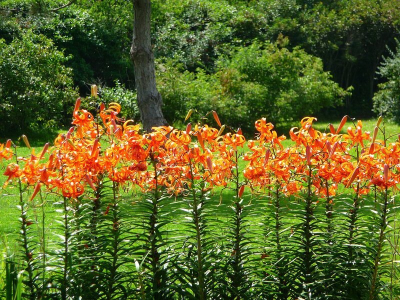 Orange Lilies in Garden — Serene