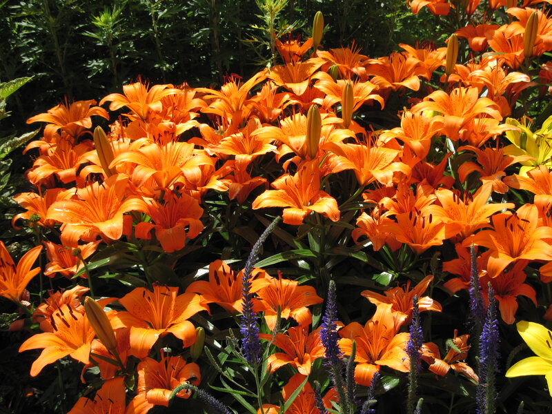 Orange Lilies in Garden — Vibrant, Afternoon