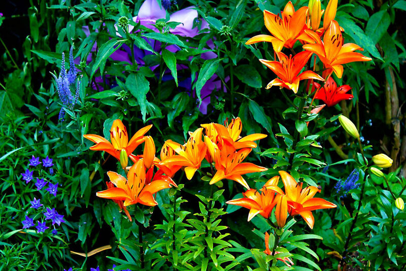 Orange Lilies in Garden — Vibrant