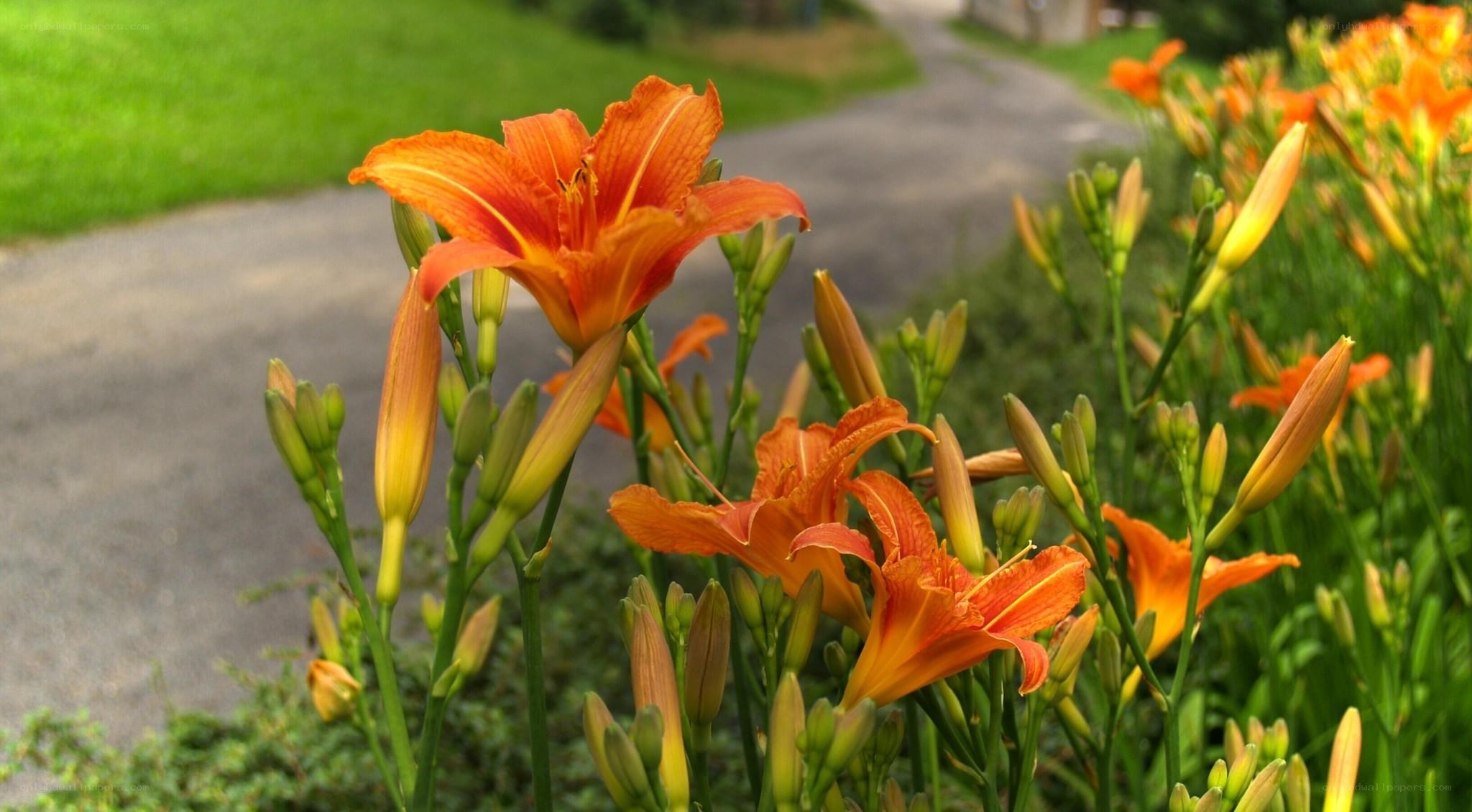 Orange lilies in garden