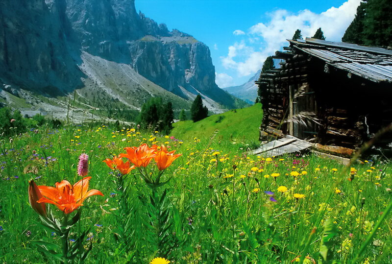 Orange Lilies in Meadow