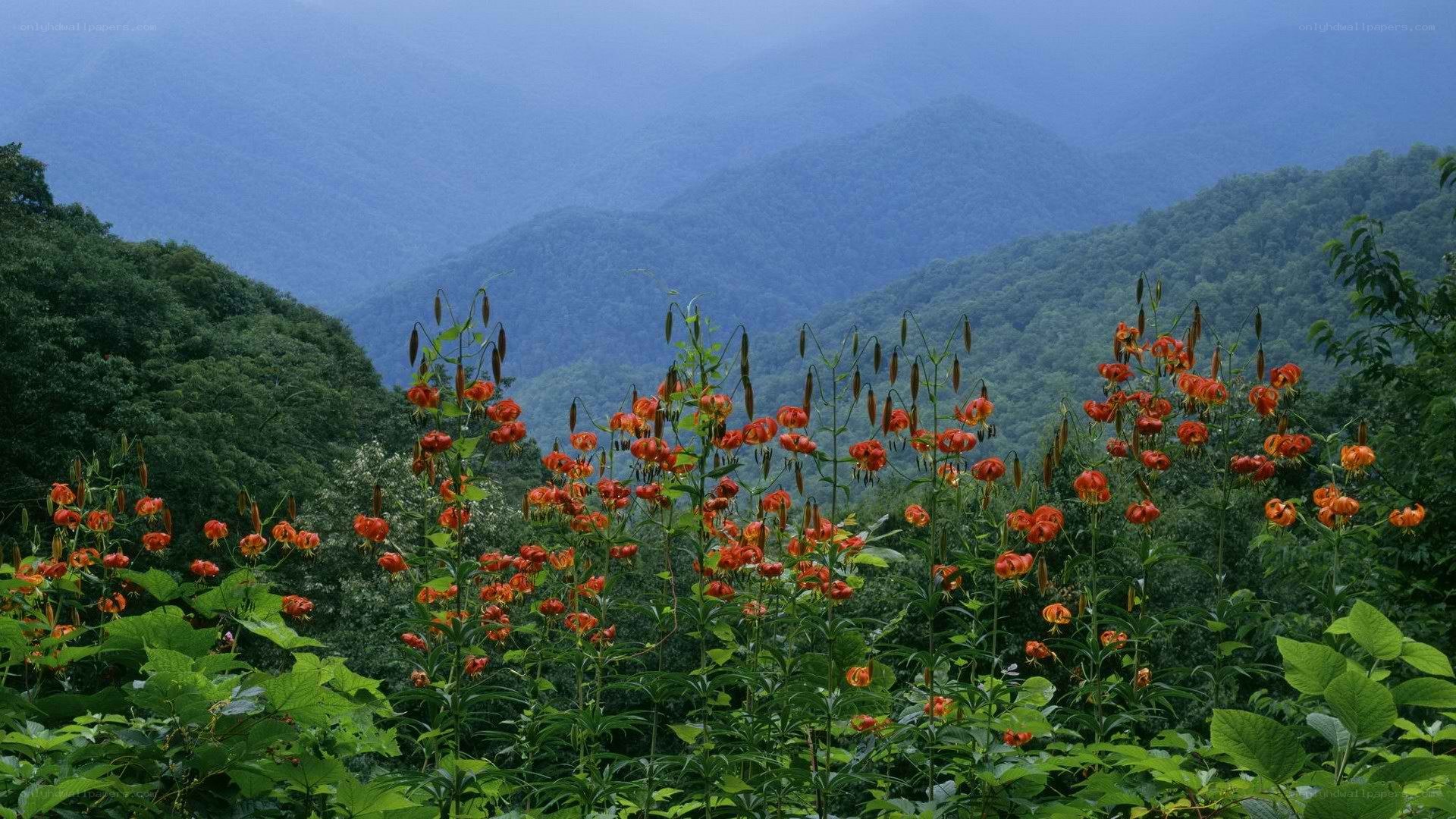 Orange lilies in mountain valley