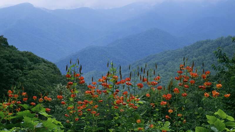 Orange Lilies in Mountains