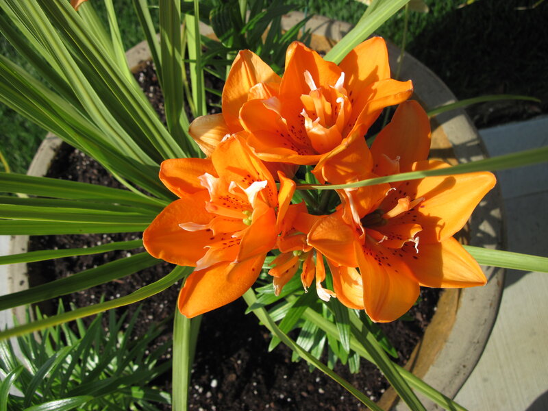Orange Lilies in Pot — Bright