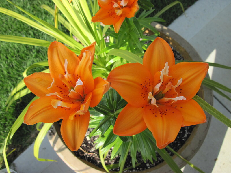 Orange Lilies in Pot — Calm, Afternoon