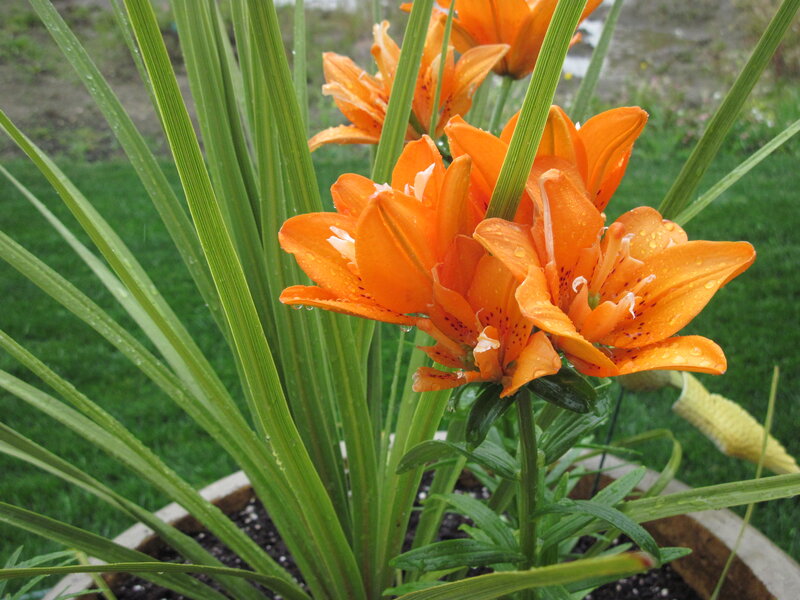Orange Lilies in Pot — Calm