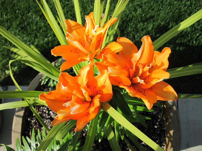 Orange Lilies in Pot — Serene
