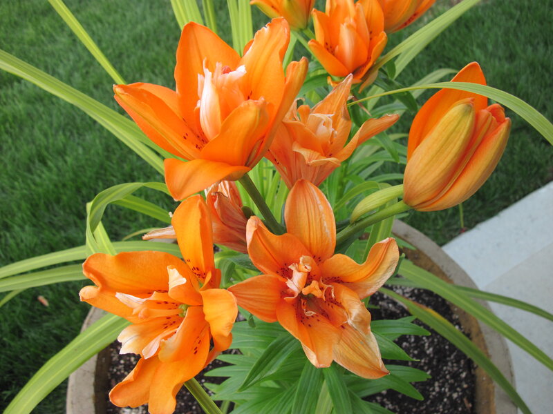 Orange Lilies in Pot