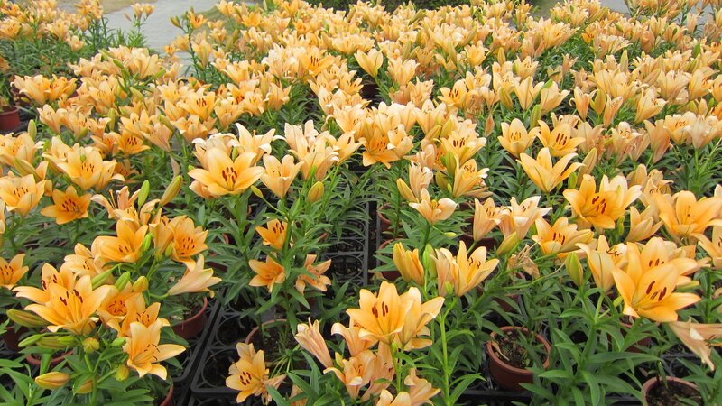 Orange Lilies in Pots