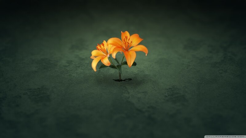 Orange Lilies in Sand