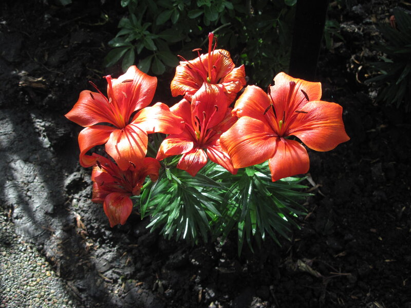 Orange Lilies in Soil