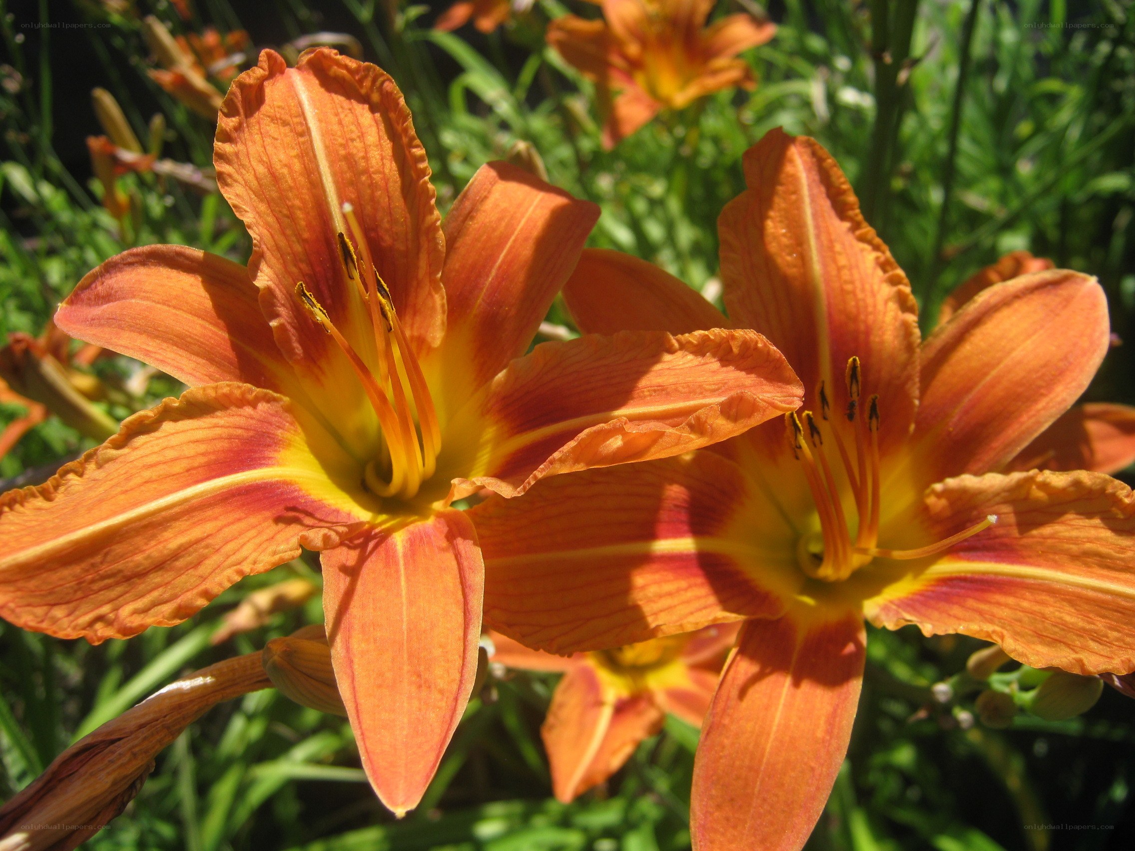 Orange lilies in sunlight