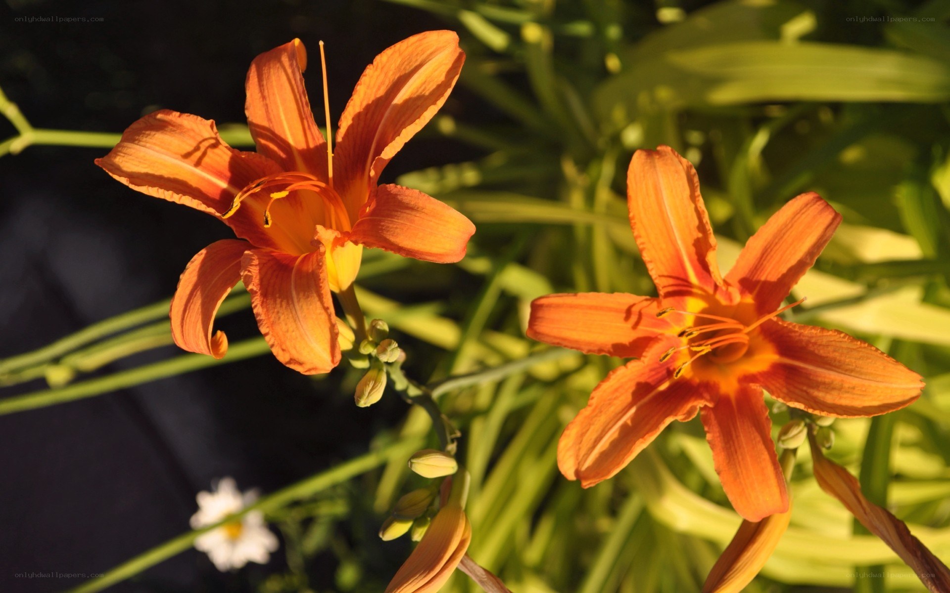 Orange lilies in sunlight