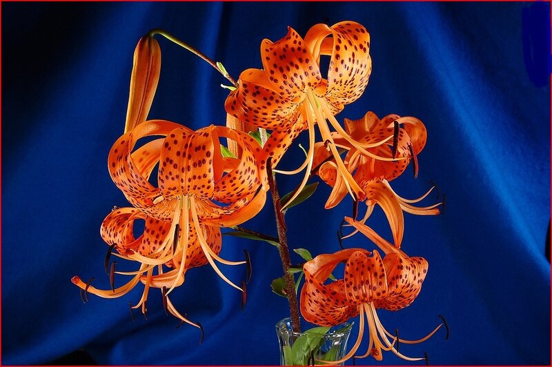 Orange Lilies in Vase — Dramatic