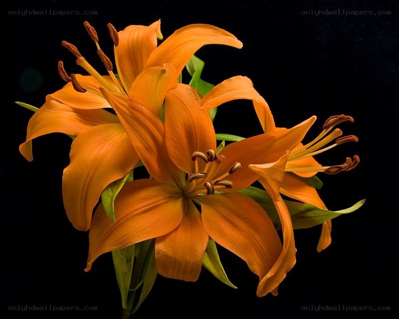 Orange lilies on black background
