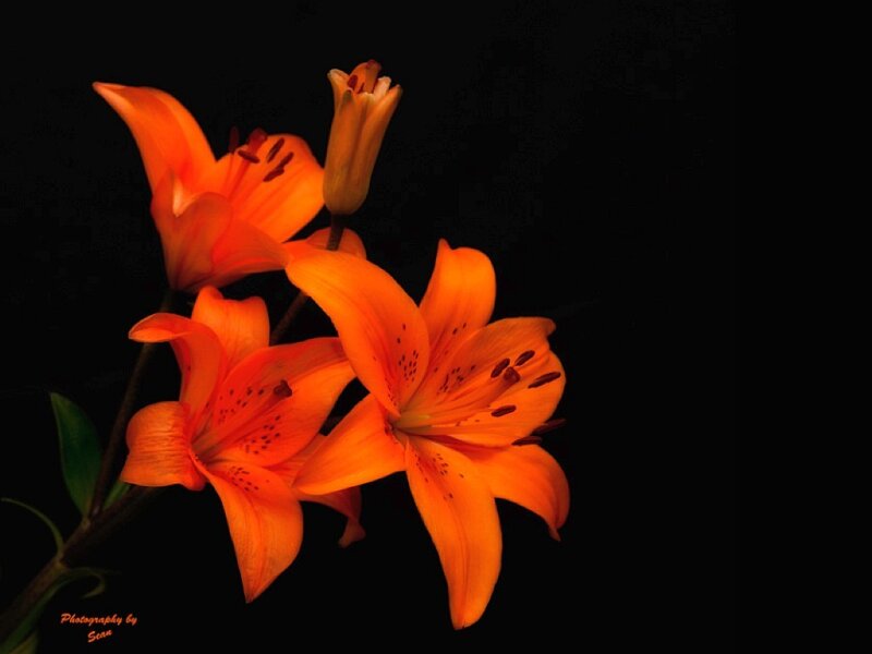 Orange Lilies on Black