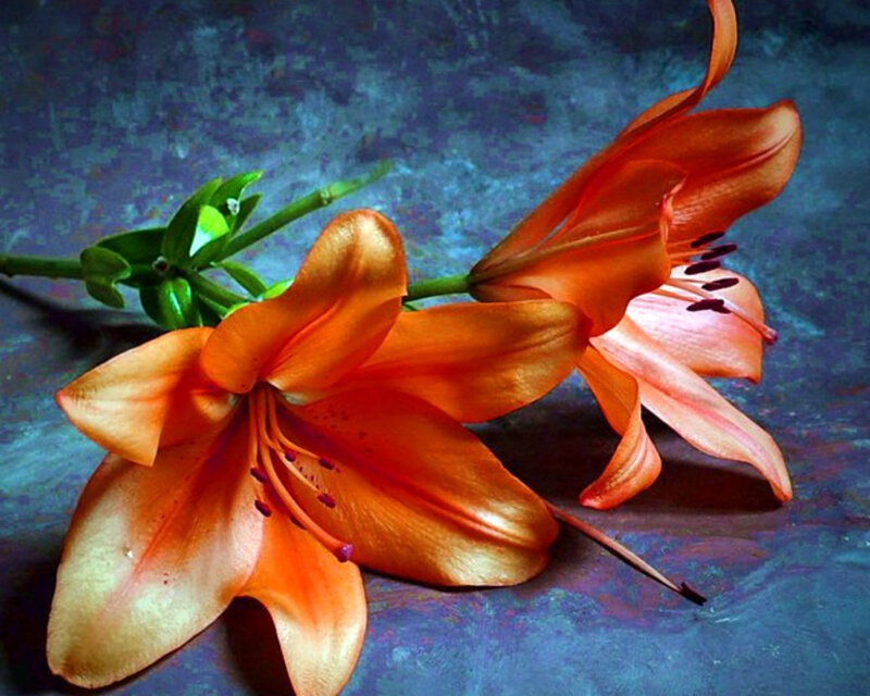 Orange Lilies on Blue