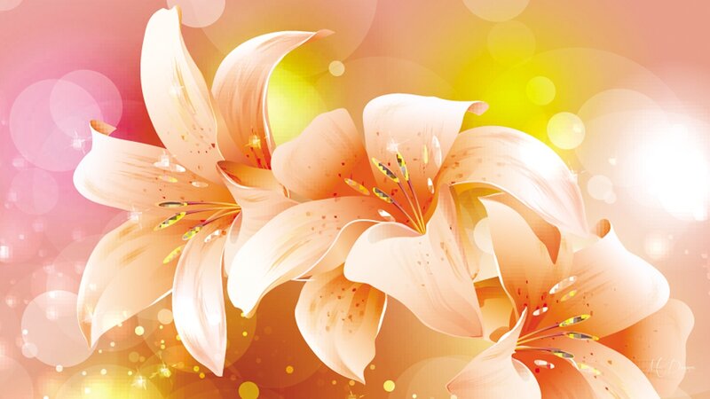 Orange Lilies on Bokeh