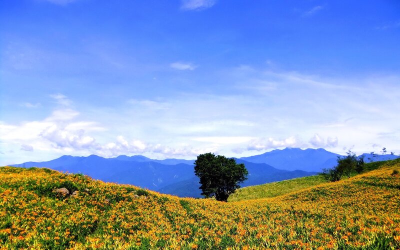 Orange Lilies on Hillside — Blue, Serene