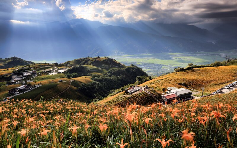 Orange Lilies on Hillside — Dramatic