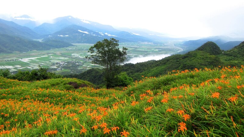 Orange Lilies on Hillside — Green