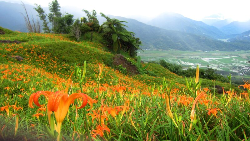 Orange Lilies on Hillside