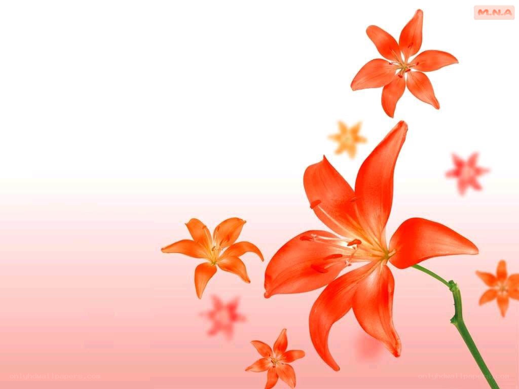 orange lilies on pink background