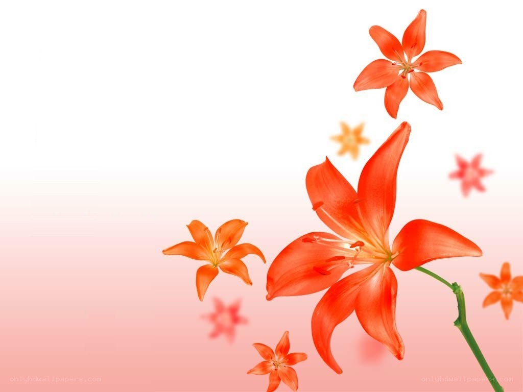 orange lilies on pink background