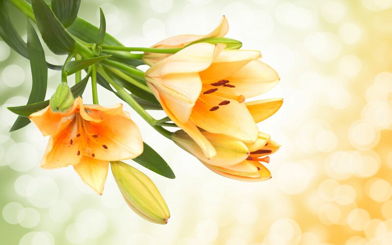 Orange Lilies on Stem
