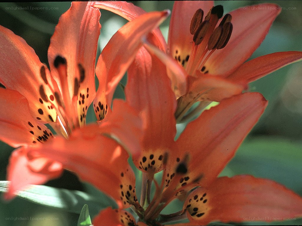 orange lilies with dark spots