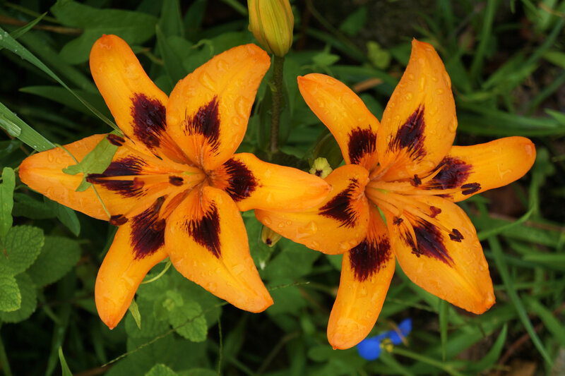 Orange Lilies with Dark Spots — Natural