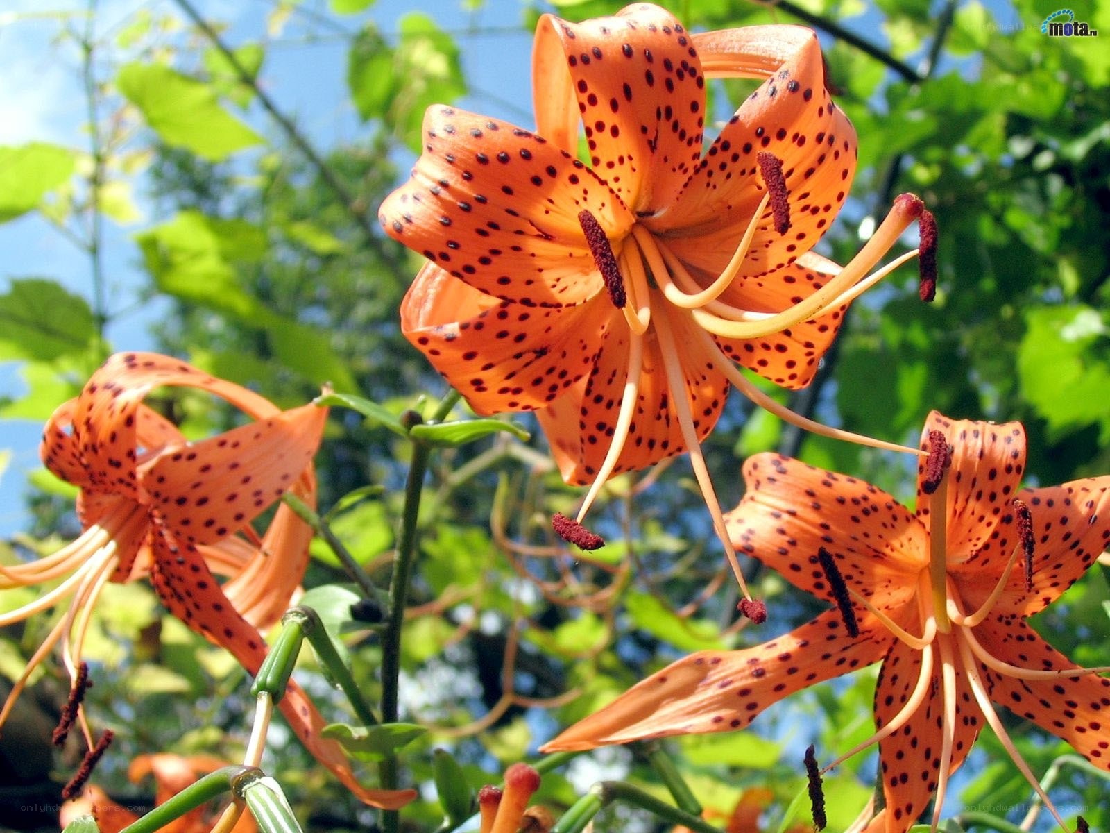 Orange lilies with dark spots