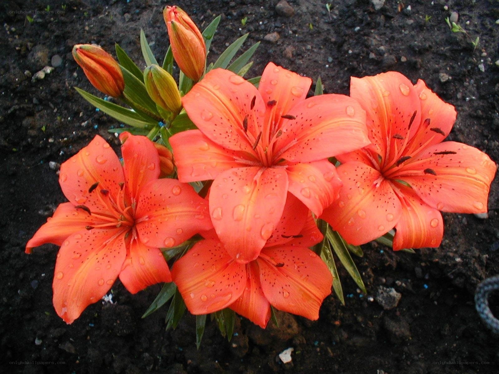 Orange lilies with dew drops