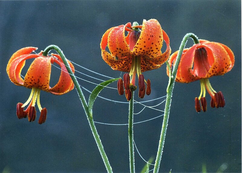 Orange lilies with dew
