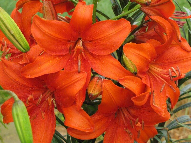 Orange Lilies with Dew — Vibrant