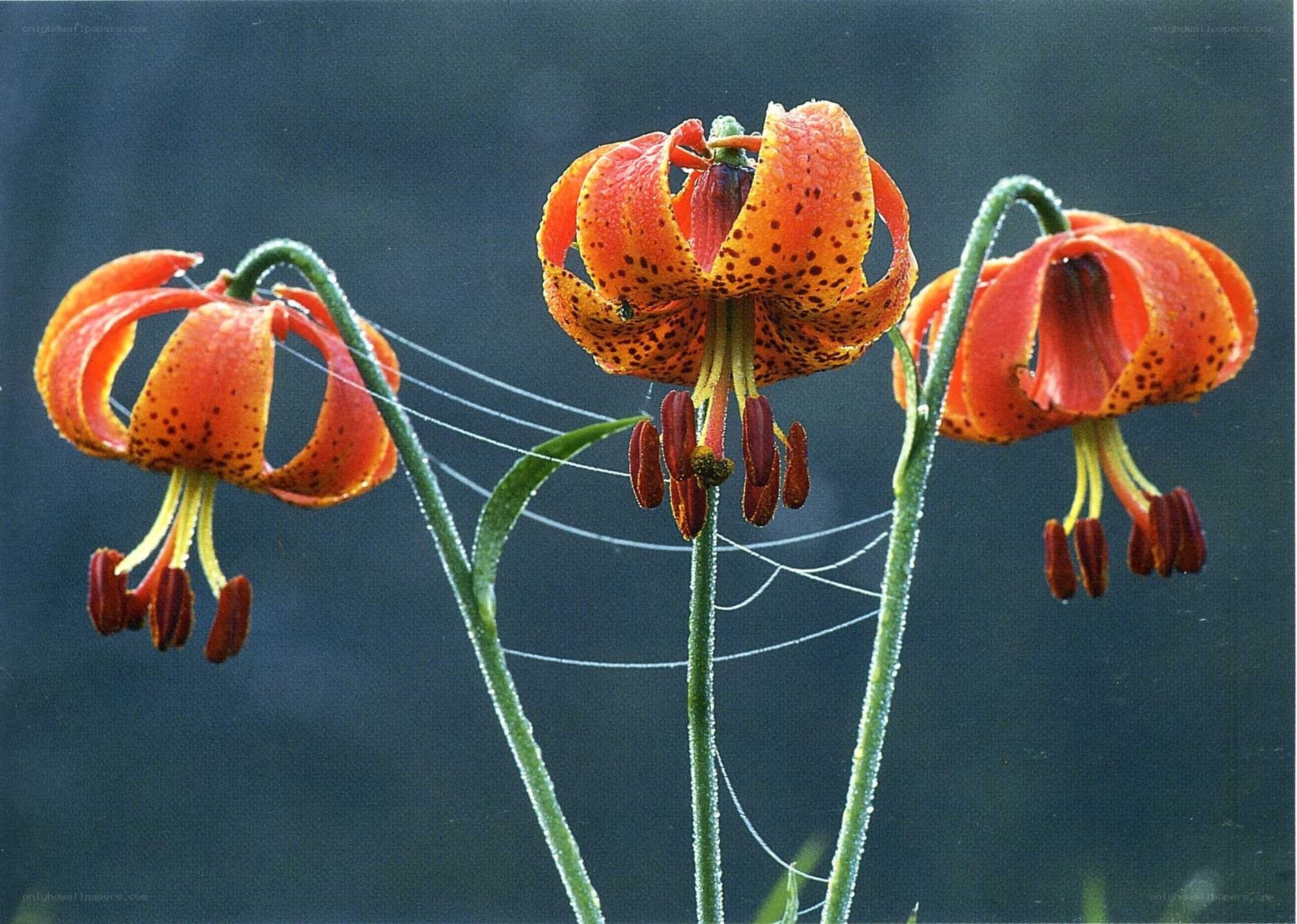 Orange lilies with dew