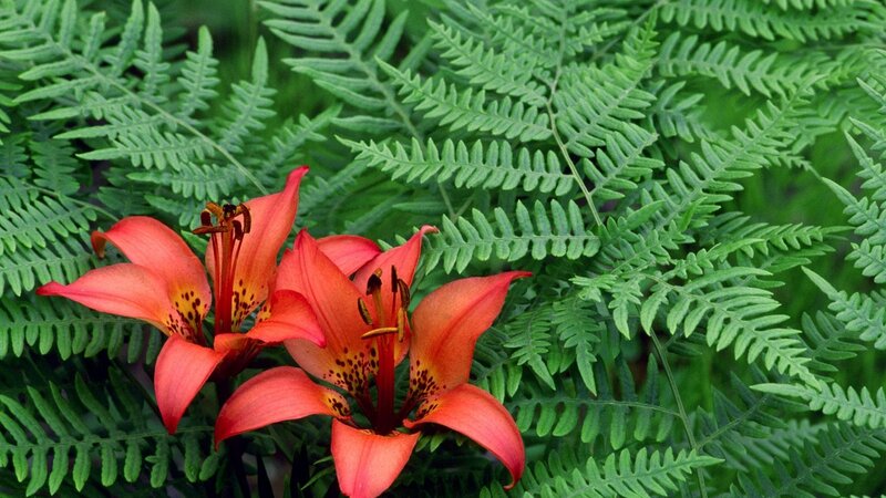 Orange lilies with ferns