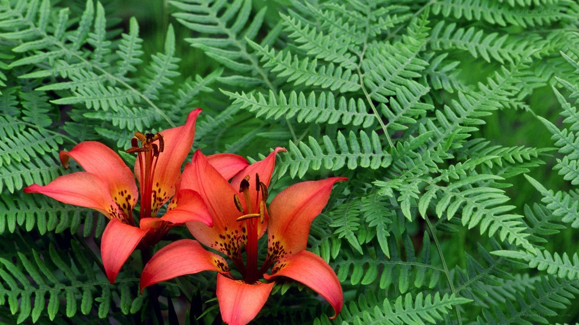 Orange lilies with ferns