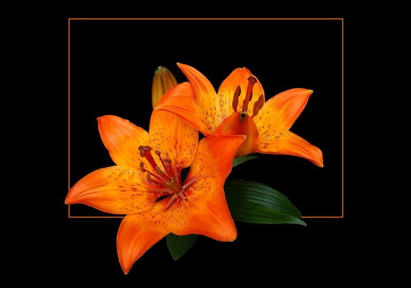 Orange Lilies with Green Leaves
