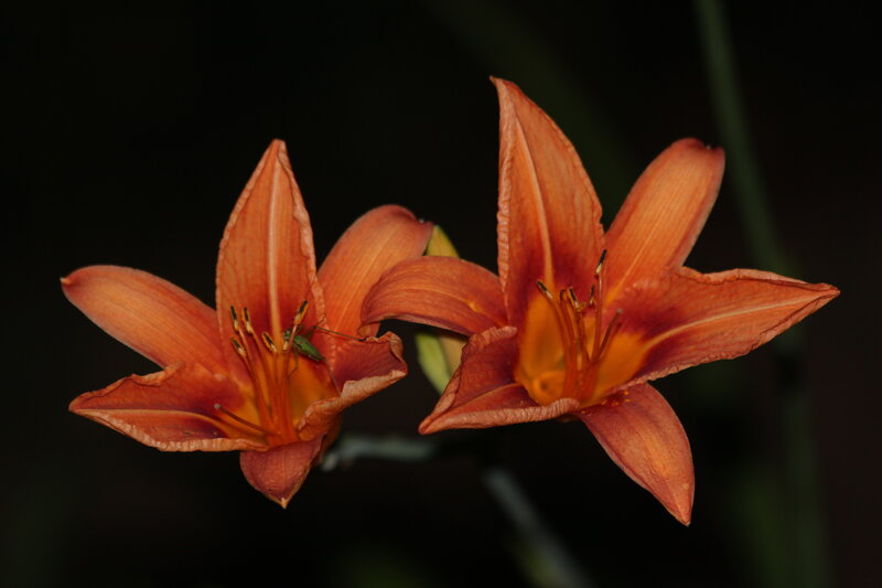 Orange Lilies with Insect