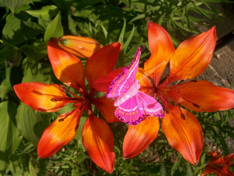 Orange lilies with pink butterfly